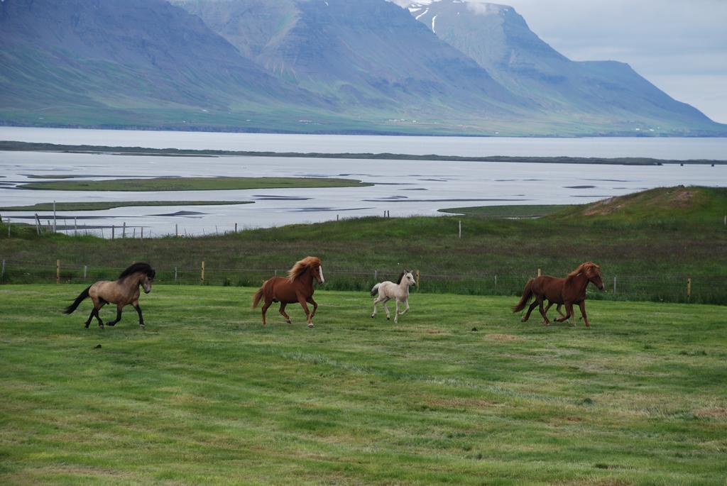 Helluland Guesthouse Saudarkrokur エクステリア 写真